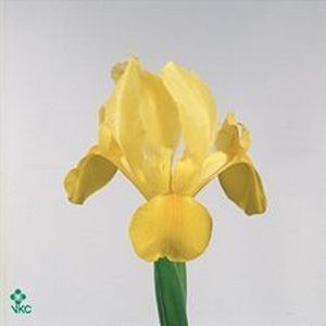 IRIS GOLDEN BEAUTY 68